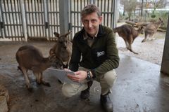 Zoologisk direktør Mads Bertelsen har sammen med optællingsteamet travlt i december måned, når dyrene skal registreres.