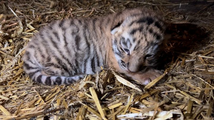 En lille tigerunge er født i ZOO efter ni år.