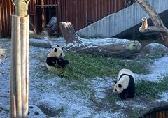 ZOO afprøver ny strategi for pandaparring. I år vil det foregå inde i stalden i stedet for ude i anlægget.