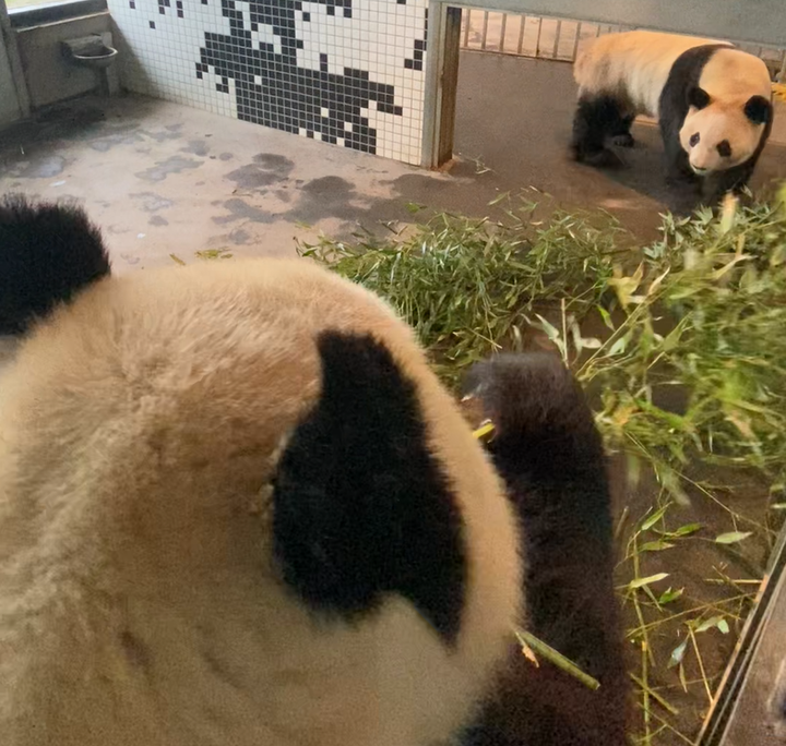 Årets strategi gik ud på, at pandaerne skulle lukkes ind til hinanden i stalden i stedet for ude i anlægget.