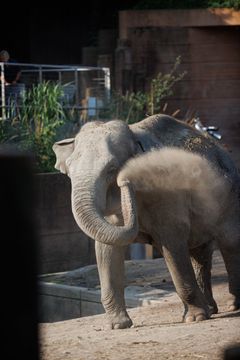 Elefant støvbader i Zoologisk Have København.