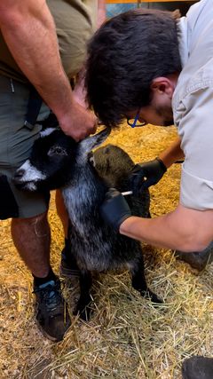 Stamos Tahas har haft travlt med at vaccinere dyrene i ZOO.