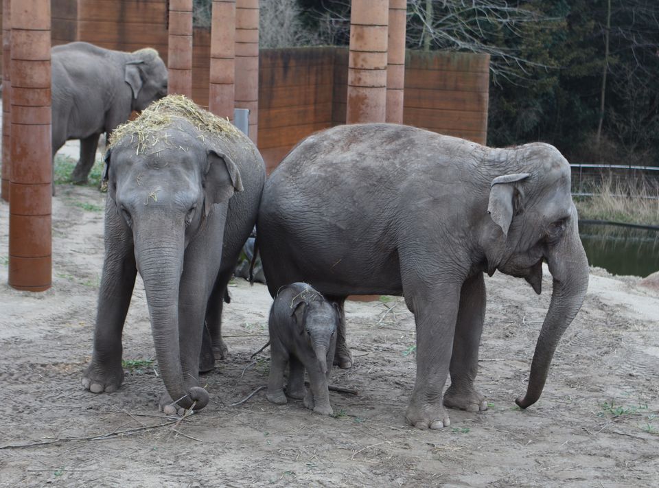 165 ÅR EFTER ÅBNINGSDAGEN: DET ER ZOO I DAG | Zoologisk Have i København