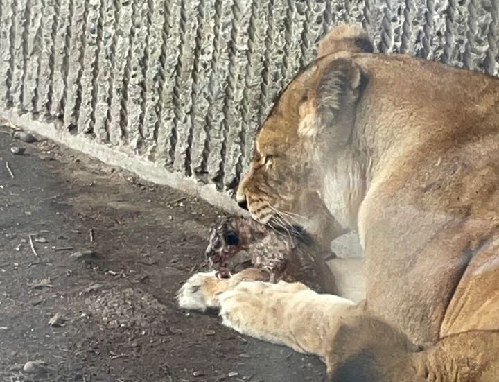 Løveunge født i ZOO