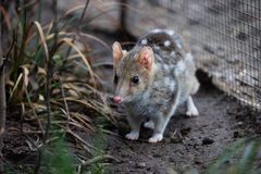 ZOO har fået seks eksemplarer af den truede pungmår