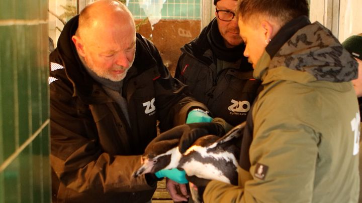 Carsten Grøndahl i gang med at vaccinere en pingvin