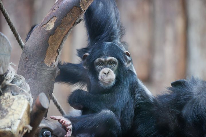 Snart kommer chimpanserne ud i deres nye anlæg