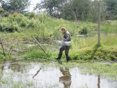 Snart skal der udsættes flere grønbrogede tudser på Orø