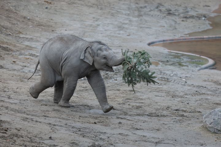 Elefantungen blev født i ZOO i februar 2024