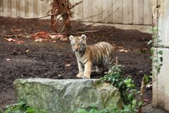 Tigerungerne kan nu ses udenfor i anlægget i ZOO
