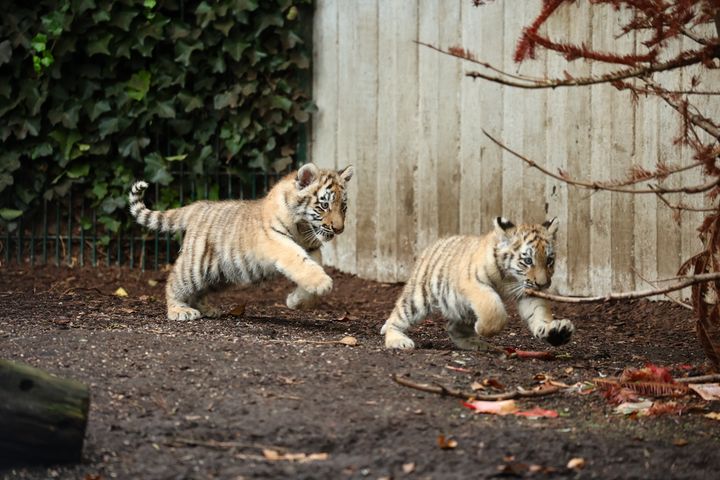 Tigerungerne kan nu ses i udendørsanlægget i ZOO.