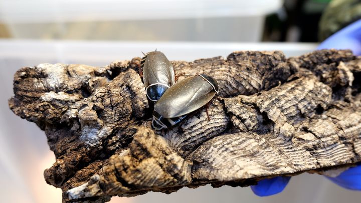 Simandoa-hulekakerlakken der lever i Zoologisk Have København.