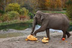 Elefanterne træner deres trampe-skills, når de får de store græskar fra Tivoli.