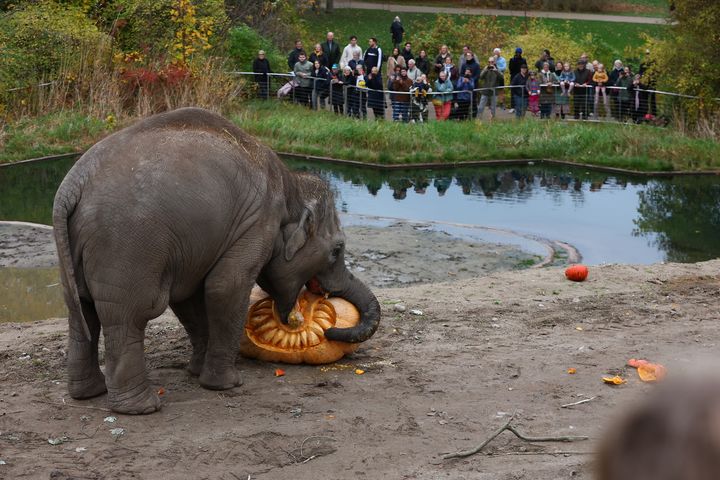 Zoologisk Haves elefanter får trænet deres trampe-skills, når de får kæmpegræskar fra Tivoli.