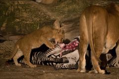 Løvefodring i Zoologisk Have København