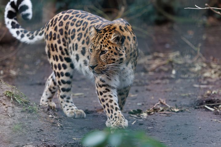 Amurleoparden er et af de mest truede dyr i verden. Der er i dag kun omkring 50 individer tilbage i den vilde natur.