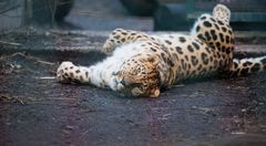 Drømmen om en leopardvandresti er også blevet virkeliggjort takket være donationer fra ZOOs gæster, og nogle har endda betænkt ZOO i deres testamente