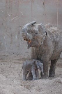 Nyfødt elefantunge står tæt ved sin mor i Zoologisk Have.