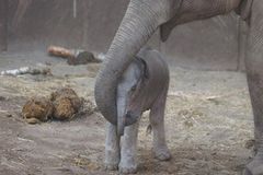 Mun hjælper sin nyfødte hanelefantunge på benene