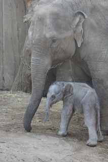 Første billeder af nyfødt hanelefantunge i Zoologisk Have