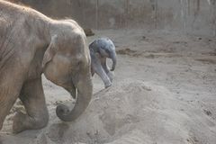 Nyfødt hanelefantunge går ved siden af sin mor Mun i sandet