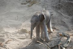 Nyfødt unge ser dagens lys