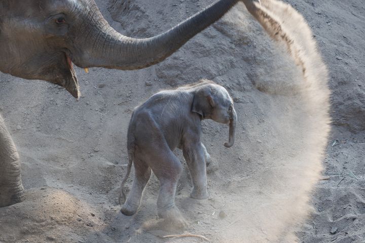 Lille ny hanelefantunge med sin mor Mun