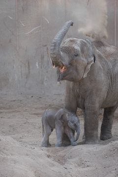 Nyfødt hanelefantunge med mor i Elefanthuset
