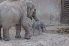 Nyfødt unge i Zoologisk Have København