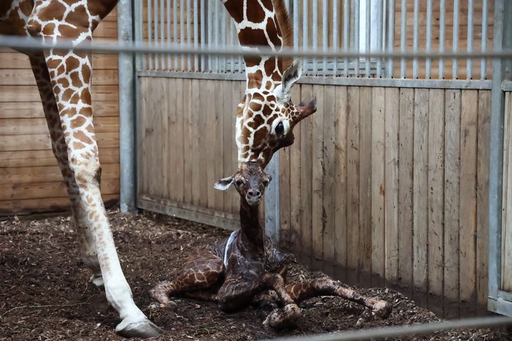 Mor sørger for sin unge