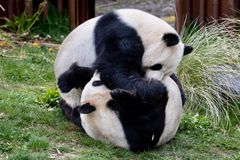 Fra sidste års panda brunst i Zoologisk Have
