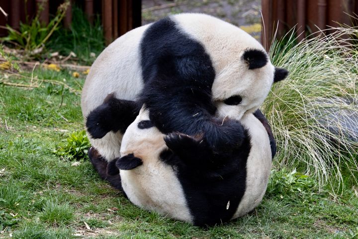 Fra sidste års panda brunst i Zoologisk Have