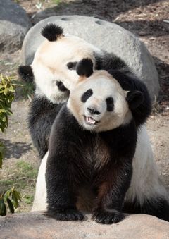 Pandaerne Mao Sun (hun) og Xing Er (han)