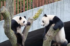 Fra sidste år hvor pandaerne blev lukket sammen