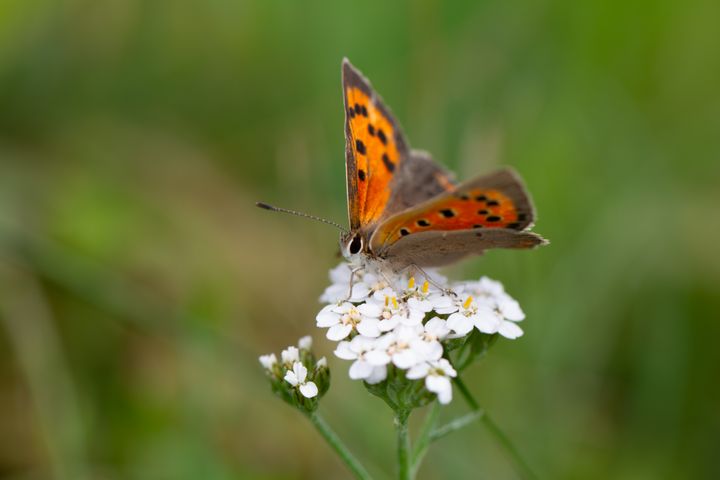 I Zoologisk Have København skal overvågningen bidrage med vigtig viden om, hvordan bestøvere trives i bynære områder, og hvordan zoologiske haver kan understøtte levesteder for truede insektarter.