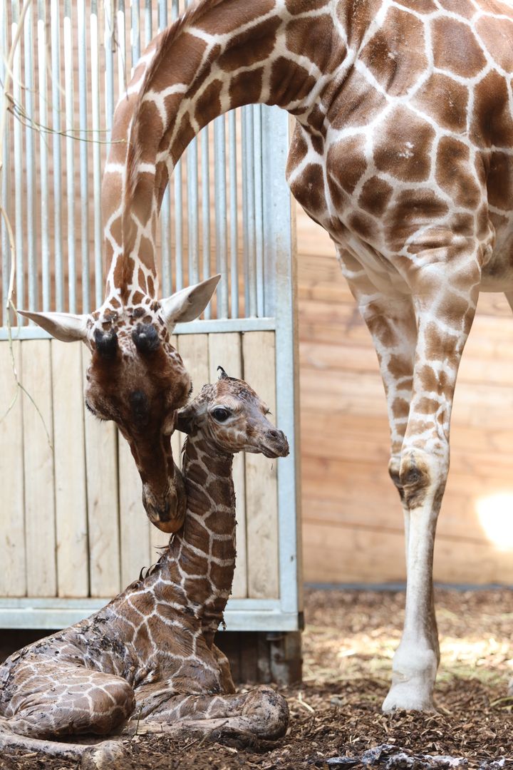 Kl. 10.32 blev den nye kalv født i Zoologisk Have København.