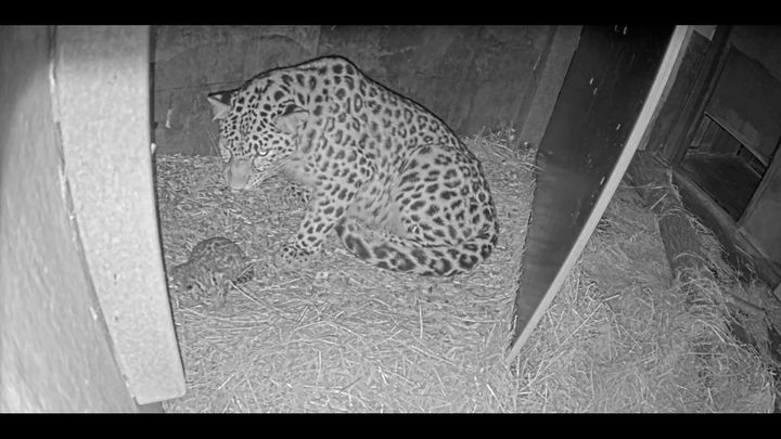 Mor og nyfødt unge. Foto: Zoologisk Have København
