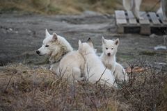 Besøgende kan tage på slædetur bag slædehunde gennem virtual reality